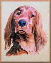 dackel, hundeportrait