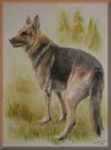 schäferhunde, hundeportraits