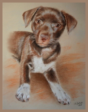 mischlingshund, hundeportrait