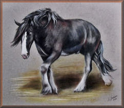 portrait, pferd